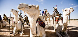 Фестиваль Сахары в Дузе