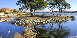 Камарг