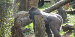 Вашингтонский зоопарк