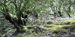 Лавровые леса на Тенерифе