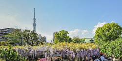 Башня Tokyo Skytree