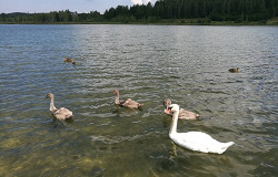 Флора и фауна Изборска, Россия