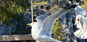 В Карелии пришлось за многое доплачивать, чего мы не ожидали