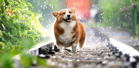 Японцы и собаки: не просто убрать за питомцем на улице, но и помыть асфальт