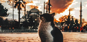 Почему турки любят кошек?