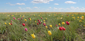 Тюльпаны, лаванда и лотосы: где увидеть самые «цветочные» места России