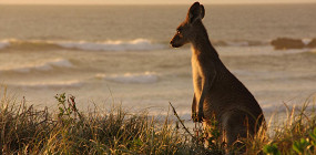 Какие опасности (и неожиданности) подстерегают на пляжах Австралии