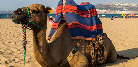 7 причин отказаться от поездки в Египет