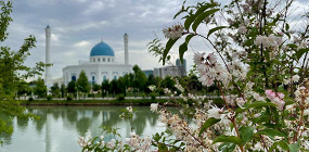 «Кто-то же должен начать»: как Ташкент стал городом кошек