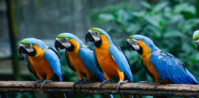 7 пород попугаев по цене первого взноса за ипотеку