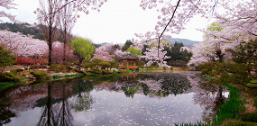 Магия цветущей вишни: почему стоит поехать весной в Южную Корею