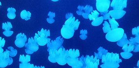 Муж поворчал, но согласился: отзыв об Atlantis, The Palm