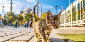 Почему турки любят кошек?