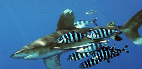 Какие акулы водятся в Красном море Египта и что нужно о них знать