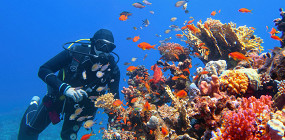 Шесть ядовитых морских рыб Египта: как выглядят и как вести себя при встрече