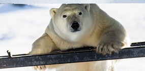 18 причин никогда не посещать Русскую Арктику