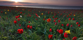 Тюльпаны, лаванда и лотосы: где увидеть самые «цветочные» места России