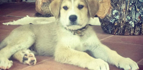 «Это будет лабрадор». Сколько стоит жизнь с огромным псом в Испании: отзыв эмигранта