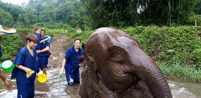 Кататься на слонах в Таиланде — не лучшая идея, и вот почему