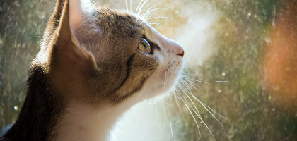 День эрмитажного кота