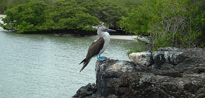 Голубоногая олуша, Галапагосские острова