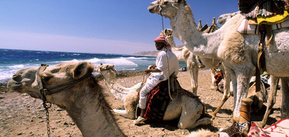 Верблюды на пляже в Дахабе