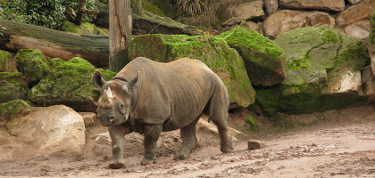 Зоопарк в Ганновере, носорог