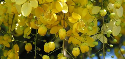 Желтые цветы Маврикия