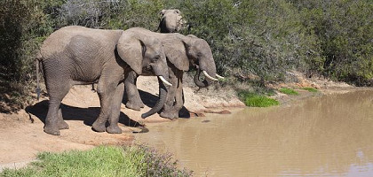 Водопой слонов в Эддо
