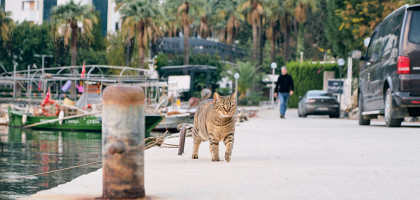 Кот, Турунч, Турция