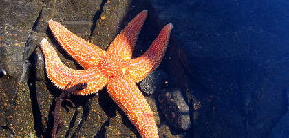 Морская звезда в Кандалакшском заливе Белого моря, Мурманская область