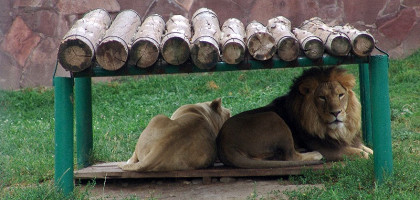 Львы, Алма-Атинский зоопарк