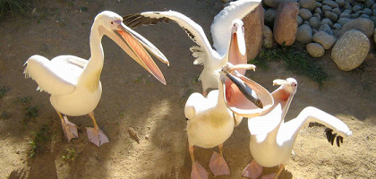 Азиатские пеликаны в Бенидорме