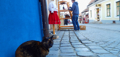 Кот на улицах Сентендре
