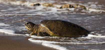 Гигантская черепаха на пляже острова Ланаи