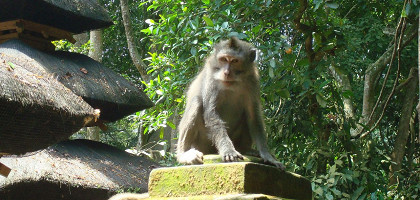 В Лесу обезьян на Бали