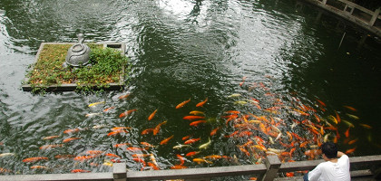 Парк Байюнь в Гуанчжоу, золотые рыбки
