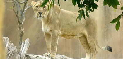 Азиатский лев в Бенидорме