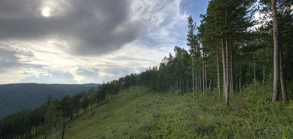 Тайга в Емельяновском районе Красноярского края, Сибирь