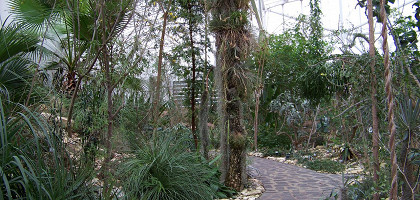 Ботанический сад в Теплице, пальмы в теплице