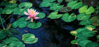 Водяные лилии, Сухумский Ботанический сад