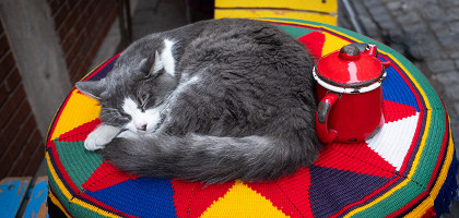 Кот спит, Турция