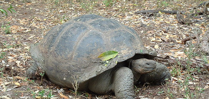 Галапагосская черепаха, Галапагосские острова
