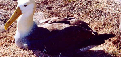 Галапагосский альбатрос, Галапагоссские острова