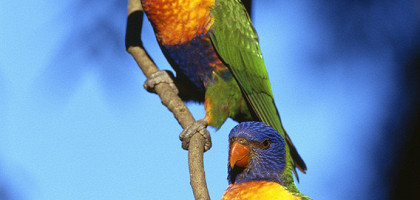 Австралийские попугайчики