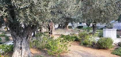 Гефсиманский сад, место молитвы