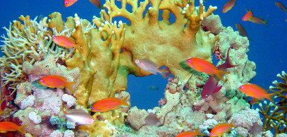 Подводный мир Красного моря