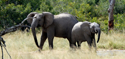 Африканские слоны в парке Крюгер, ЮАР