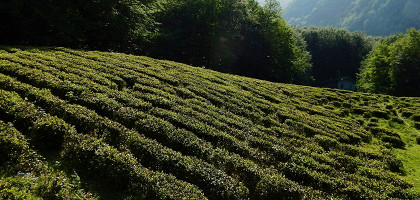 Северные чайные плантации Мацесты, Хостинский район Сочи