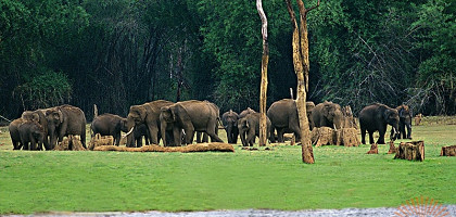 Животный мир Кералы, Индийские слоны